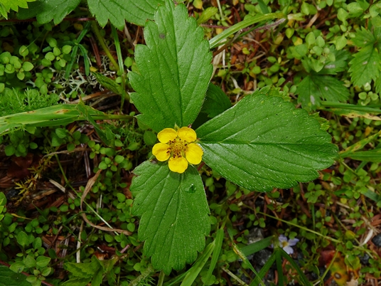 {Potentilla indica}